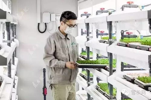 物联网技术在植物工厂的创新应用与实践